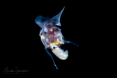 Sea Butterfly - Pteropoda - Euthecosomata - Cavolinia uncinata with a Hyperiid Amphipod