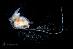 Sea Butterfly - Pteropoda - Euthecosomata - Cavolinia uncinata - with a mucus web feeding
