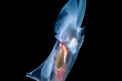 Sea Butterfly - Pteropoda -  Euthecosomata - Clio pyramidata