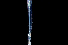 Sea Butterfly - Pteropoda - Euthecosomata - Creseis acicula