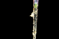 Sea Butterfly - Pteropoda - Euthecosomata - Creseis acicula