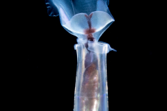 Sea Butterfly - Pteropoda - Euthecosomata - Cuvierina cf. atlantica