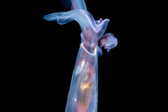 Sea Butterfly - Pteropoda - Euthecosomata - Cuvierina cf. atlantica