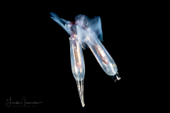 Sea Butterfly - Pteropoda - Euthecosomata - Cuvierina cf. atlantica - Mating