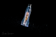 Sea Butterfly - Pteropoda - Euthecosomata - Cuvierina cf. atlantica - with Mucus Web