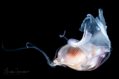 Sea Butterfly - Pteropoda - Euthecosomata - Diacavolinia longirostris