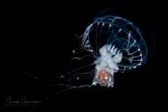 Sea Butterfly - Pteropoda - Euthecosomata - Diacavolinia longirostris