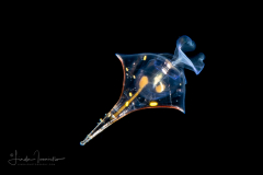 Sea Butterfly - Pteropoda - Euthecosomata - Diacria trispinosa