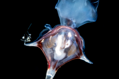 Sea Butterfly - Pteropoda - Euthecosomata - Diacria trispinosa