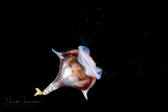 Sea Butterfly - Pteropoda - Euthecosomata - Diacria trispinosa