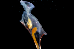 Sea Butterfly - Pteropoda - Euthecosomata - Diacria trispinosa - with Mucus Web