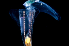 Sea Butterfly - Pteropoda - Euthecosomata - Hyalocylis striata
