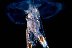 Sea Butterfly - Pteropoda - Euthecosomata - Hyalocylis striata - Mating