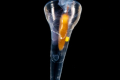 Sea Butterfly - Pteropoda - Euthecosomata - Cuvierina cf. atlantica - Broken Shell?