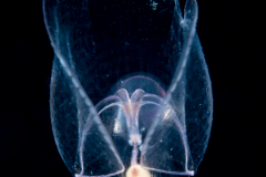 Sea Butterfly - Pteropoda - Pseudothecosomata - Corolla spectabilis