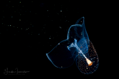 Sea Butterfly - Pteropoda - Pseudothecosomata - Corolla spectabilis - Feeding