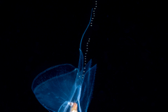 Sea Butterfly - Pteropoda - Pseudothecosomata - Cymbulia peronii - Spawning