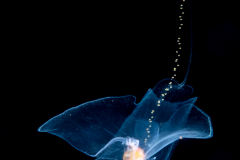 Sea Butterfly - Pteropoda - Pseudothecosomata - Cymbulia peronii - spawning