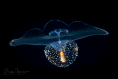 Sea Butterfly - Pteropoda - Pseudothecosomata - Corolla spectabilis