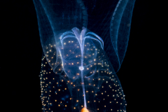 Sea Butterfly - Pteropoda - Pseudothecosomata - Corolla spectabilis