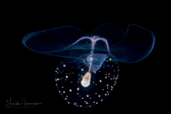 Sea Butterfly - Pteropoda - Pseudothecosomata - Corolla spectabilis