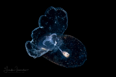 Sea Butterfly - Pteropoda - Pseudothecosomata - Corolla spectabilis
