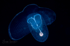 Sea Butterfly - Pteropoda - Pseudothecosomata - Corolla spectabilis