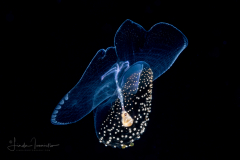 Sea Butterfly - Pteropoda - Pseudothecosomata - Corolla spectabilis