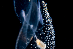 Sea Butterfly - Pteropoda - Pseudothecosomata - Corolla spectabilis