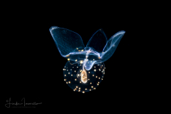 Sea Butterfly - Pteropoda - Pseudothecosomata - Corolla spectabilis