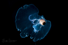 Sea Butterfly - Pteropoda - Pseudothecosomata - Corolla spectabilis