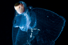 Sea Butterfly - Pteropoda - Pseudothecosomata - Corolla spectabilis