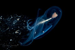 Sea Butterfly - Pteropoda - Pseudothecosomata - Corolla spectabilis ?