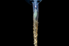 Sea Butterfly - Pteropoda - Euthecosomata - Creseis acicula