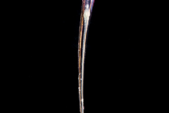 Sea Butterfly - Pteropoda - Euthecosomata - Creseis acicula