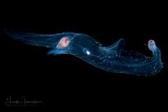 Sea Elephant - Heteropod - Carinariidae - Carinariid - Cardiapoda placenta