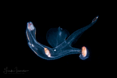 Sea Elephant - Heteropod - Carinariidae - Carinariid - Cardiapoda placenta