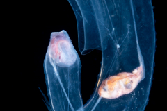 Sea Elephant - Heteropod - Carinariidae - Carinariid - Cardiapoda placenta