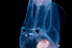 Sea Elephant - Heteropod - Carinariidae - Carinariid - Cardiapoda placenta