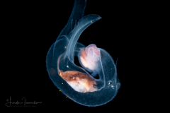 Sea Elephant - Heteropod - Carinariidae - Carinariid - Cardiapoda placenta