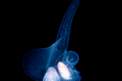 Sea Elephant - Heteropod - Carinariidae - Carinariid - Cardiapoda placenta