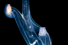 Sea Elephant - Heteropod - Carinariidae - Carinariid - Cardiapoda placenta