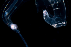 Sea Elephant - Heteropod - Pterotracheoidea - Pterotracheidae - Firoloida desmarestia - Female -Permanently Attached Egg String
