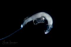 Sea Elephant - Heteropod - Pterotracheoidea - Pterotracheidae - Firoloida desmarestia - Female - Permanently Attached Egg String