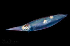 Squid