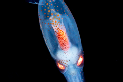 Squid