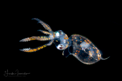 Squid