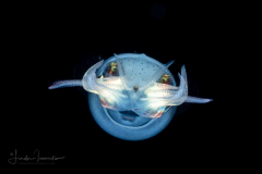 Inshore Squid - Doryteuthis sp.