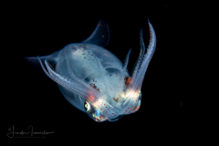 Inshore Squid - Doryteuthis sp.