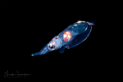 Squid - Ommastrephidae Family - Rhynchoteuthion Paralarva